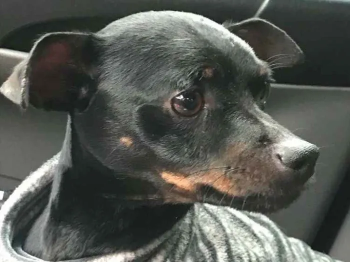 Cachorro ra a Pinscher idade  nome Andrews