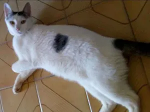 Gato raça Sem raça definida idade 1 ano nome Lino