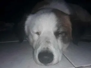 Cachorro raça Não sei idade 1 ano nome Nao sei 