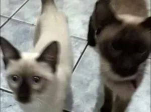 Gato raça Siames idade 2 a 6 meses nome Sem nome