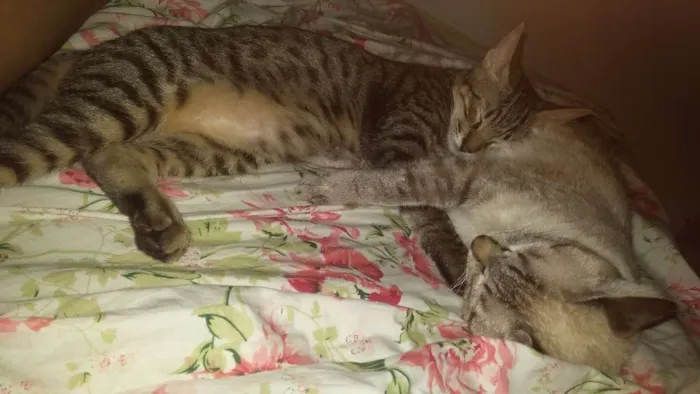 Gato raça viralata idade 2 anos nome Aêka,Ariele Agripino
