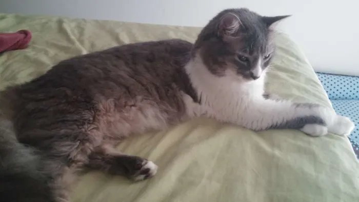 Gato raça viralata idade 2 anos nome Aêka,Ariele Agripino