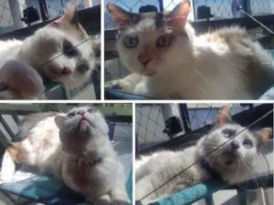 Gato raça SRD idade 1 ano nome Ralf
