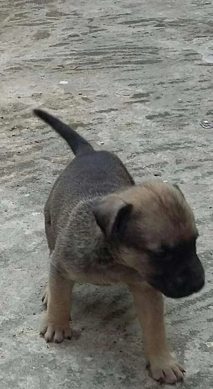 Cachorro ra a Vira lata idade 2 a 6 meses nome Sem nome