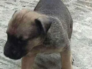 Cachorro raça Vira lata idade 2 a 6 meses nome Sem nome