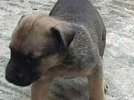 Cachorro ra a Vira lata idade 2 a 6 meses nome Sem nome