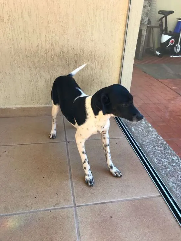 Cachorro ra a vira latas idade 2 a 6 meses nome Pingo