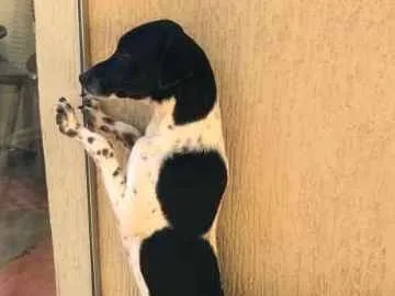 Cachorro ra a vira latas idade 2 a 6 meses nome Pingo