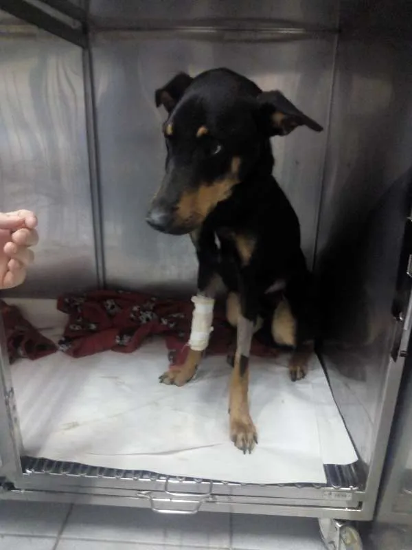Cachorro ra a vira-lata idade 1 ano nome Hercules