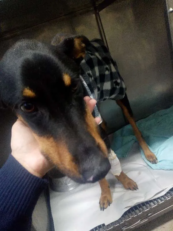 Cachorro ra a vira-lata idade 1 ano nome Hercules