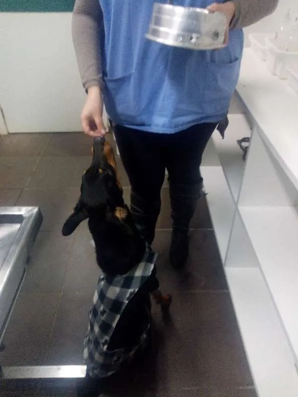Cachorro ra a vira-lata idade 1 ano nome Hercules