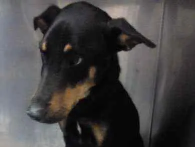 Cachorro ra a vira-lata idade 1 ano nome Hercules