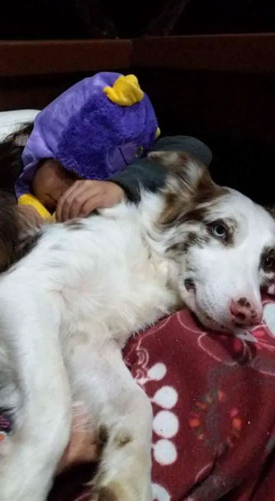 Cachorro ra a Border Collie idade 4 anos nome Flocos e Docinho