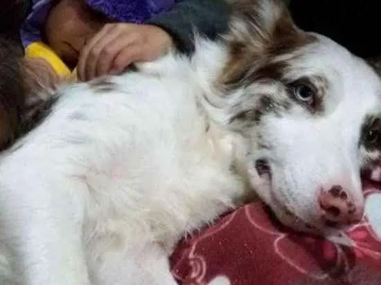 Cachorro ra a Border Collie idade 4 anos nome Flocos e Docinho