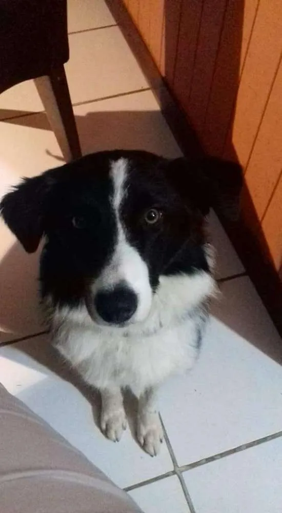 Cachorro ra a Border Collie idade 4 anos nome Flocos e Docinho