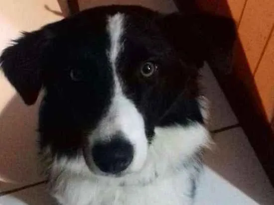 Cachorro ra a Border Collie idade 4 anos nome Flocos e Docinho