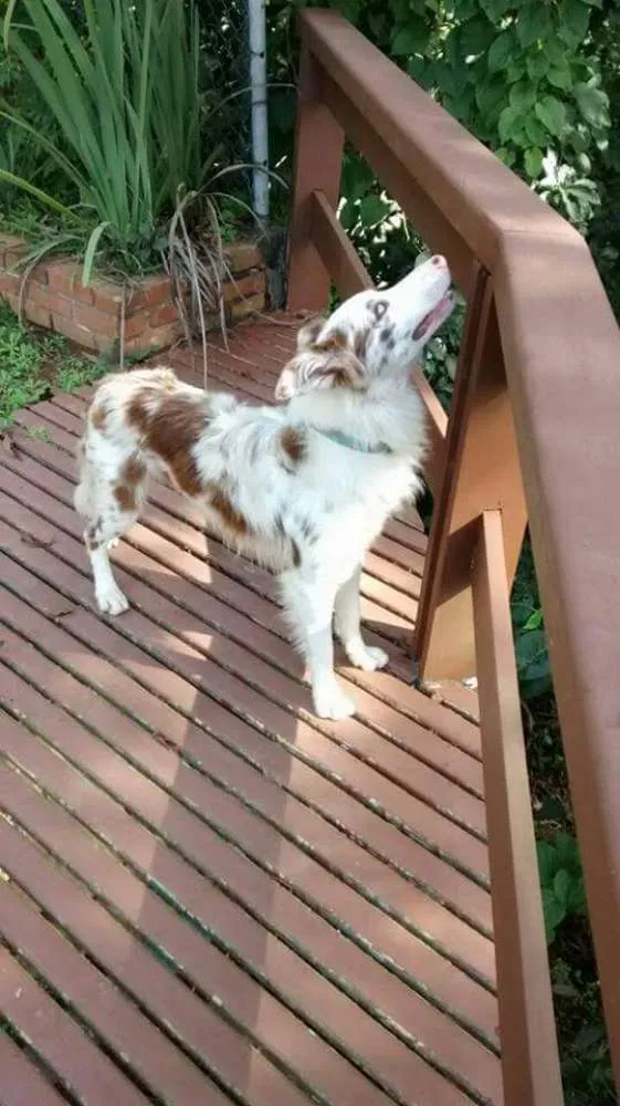 Cachorro ra a Border Collie idade 4 anos nome Flocos e Docinho