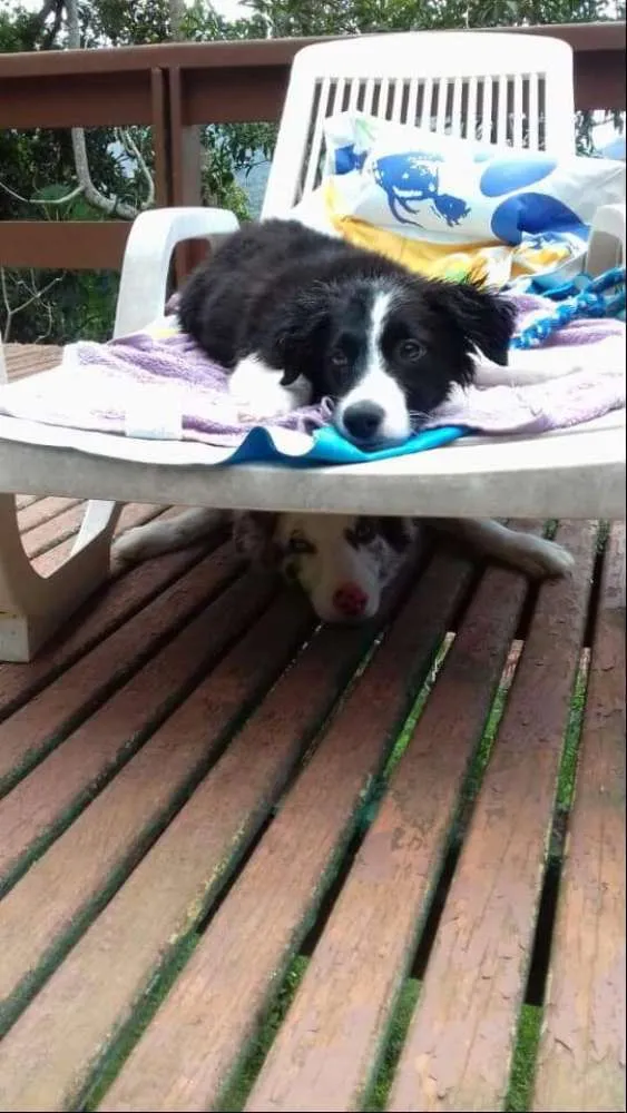 Cachorro ra a Border Collie idade 4 anos nome Flocos e Docinho