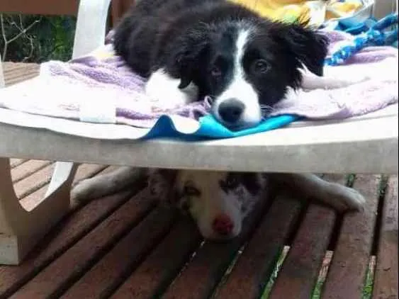 Cachorro ra a Border Collie idade 4 anos nome Flocos e Docinho