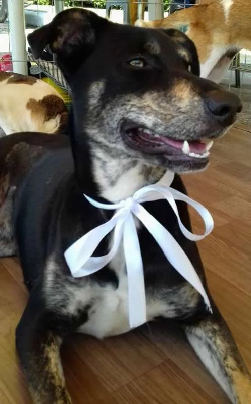 Cachorro ra a SRD idade 1 ano nome Mel