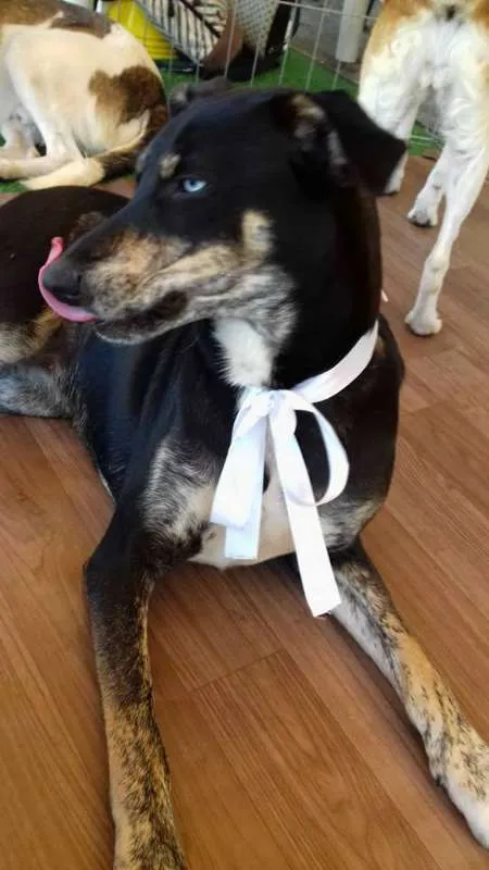 Cachorro ra a SRD idade 1 ano nome Mel