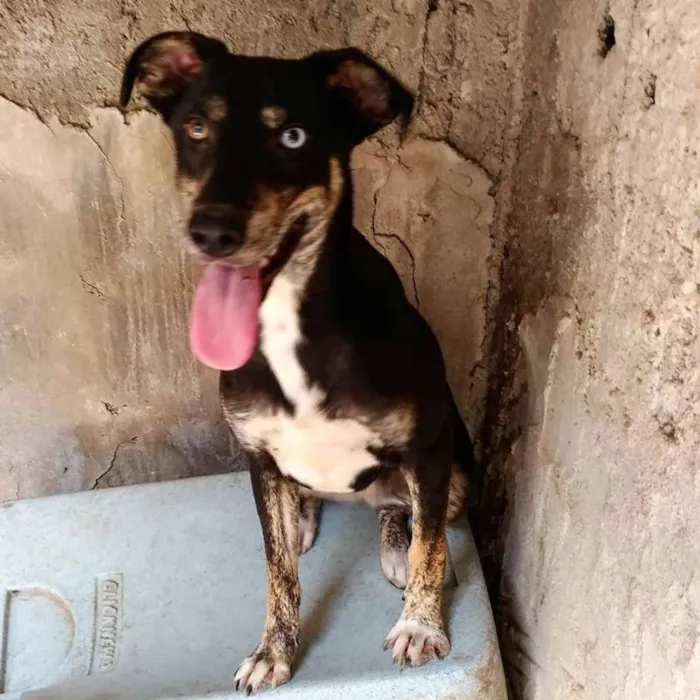 Cachorro ra a SRD idade 1 ano nome Mel