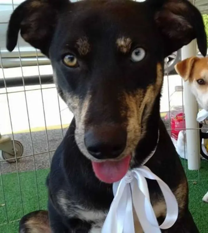 Cachorro ra a SRD idade 1 ano nome Mel