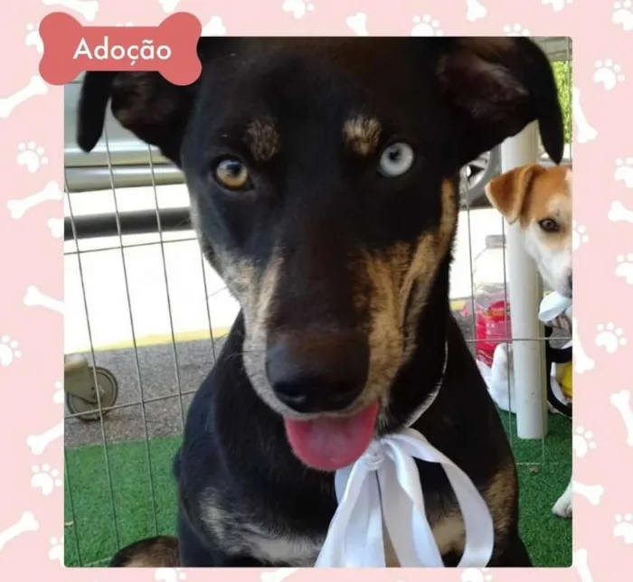 Cachorro ra a SRD idade 1 ano nome Mel