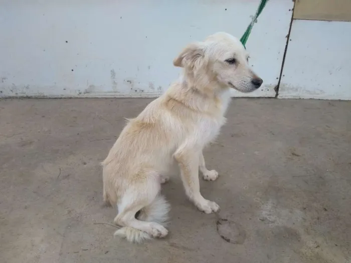 Cachorro raça Desconheço a raça idade 2 a 6 meses nome Jey