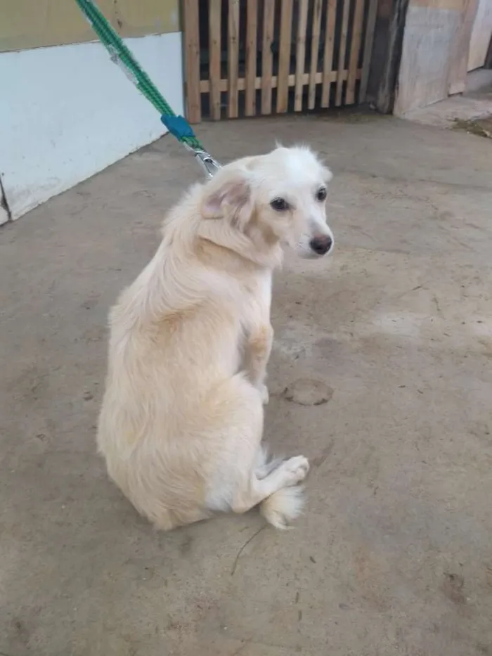Cachorro raça Desconheço a raça idade 2 a 6 meses nome Jey