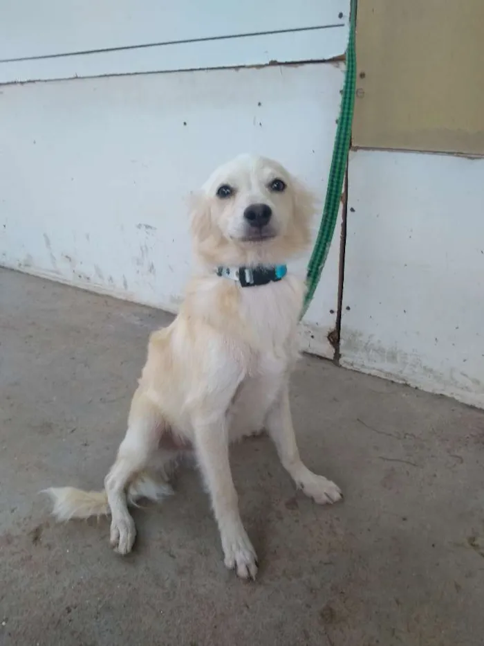 Cachorro raça Desconheço a raça idade 2 a 6 meses nome Jey