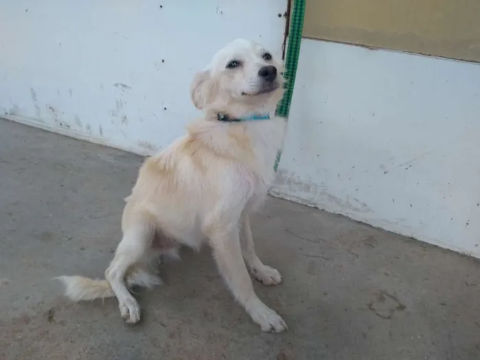 Cachorro raça Desconheço a raça idade 2 a 6 meses nome Jey