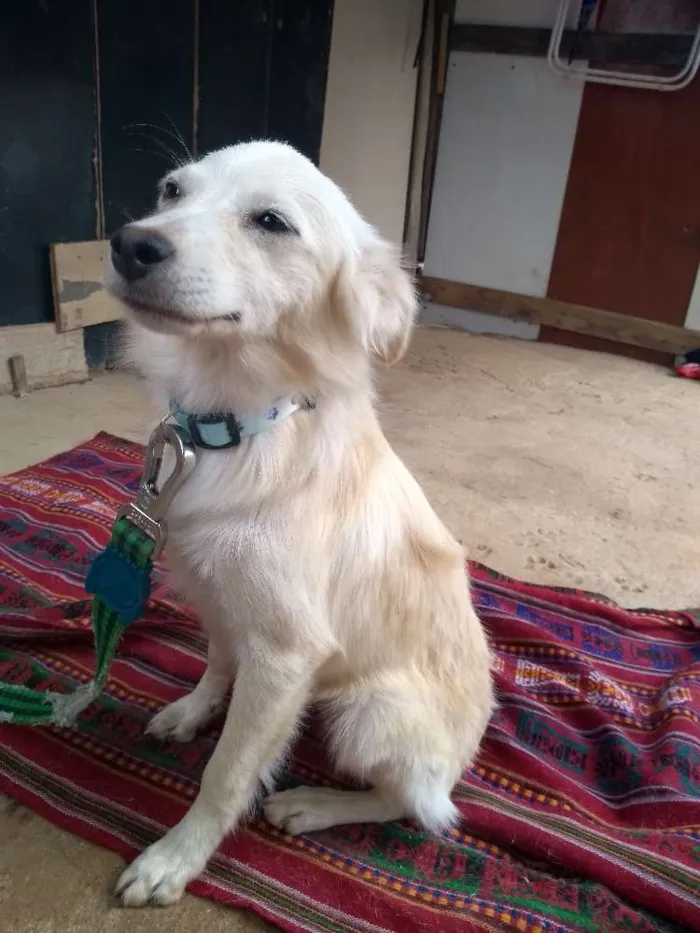 Cachorro raça Desconheço a raça idade 2 a 6 meses nome Jey