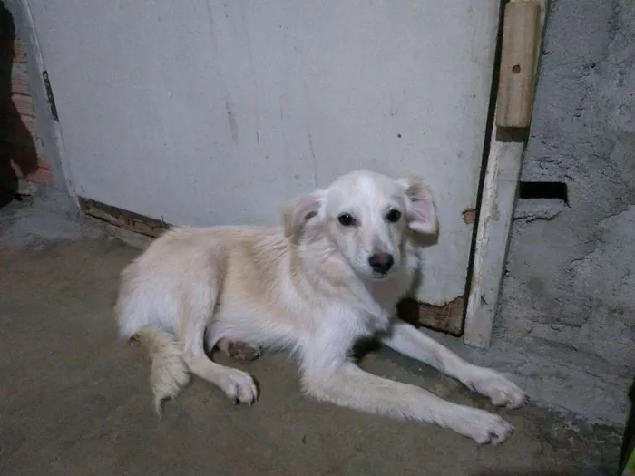 Cachorro raça Desconheço a raça idade 2 a 6 meses nome Jey