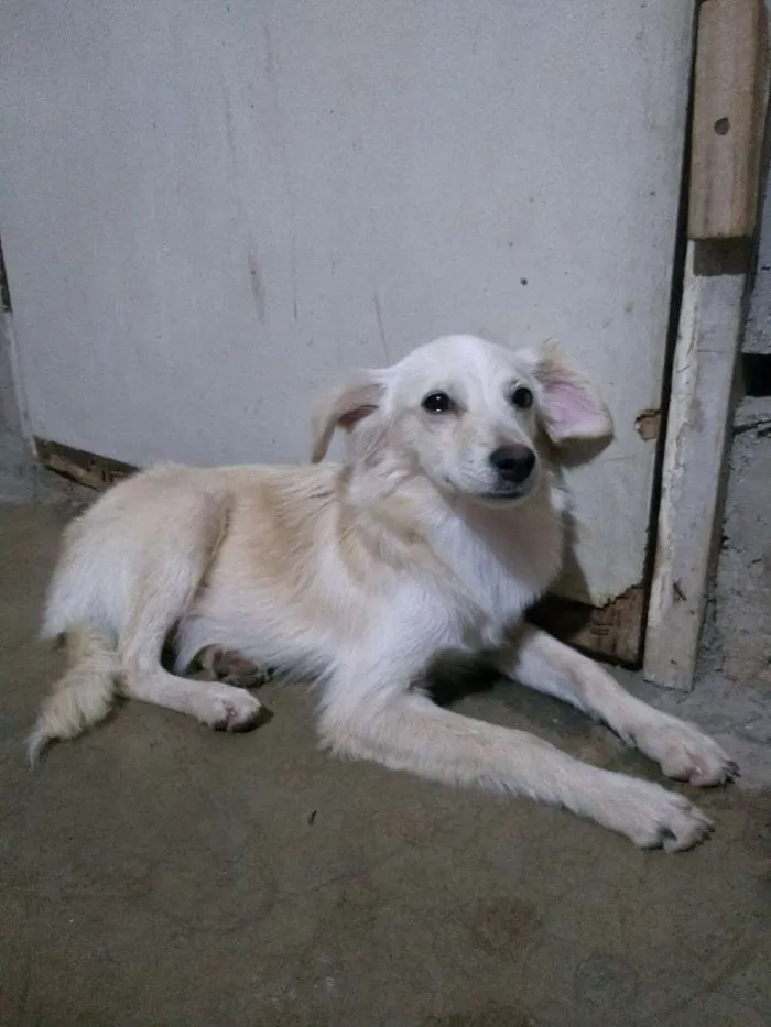 Cachorro raça Desconheço a raça idade 2 a 6 meses nome Jey