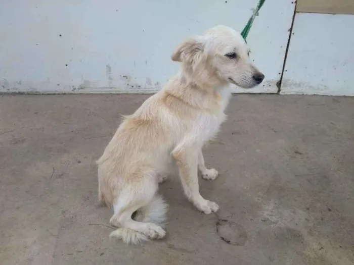 Cachorro raça Desconheço a raça idade 2 a 6 meses nome Jey