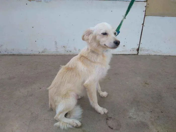 Cachorro raça Desconheço a raça idade 2 a 6 meses nome Jey