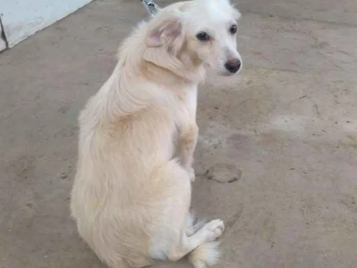 Cachorro raça Desconheço a raça idade 2 a 6 meses nome Jey
