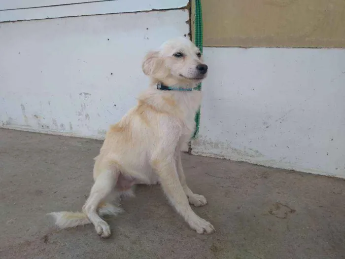 Cachorro raça Desconheço a raça idade 2 a 6 meses nome Jey