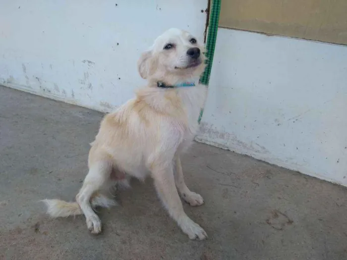 Cachorro raça Desconheço a raça idade 2 a 6 meses nome Jey