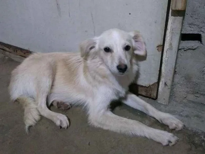 Cachorro raça Desconheço a raça idade 2 a 6 meses nome Jey