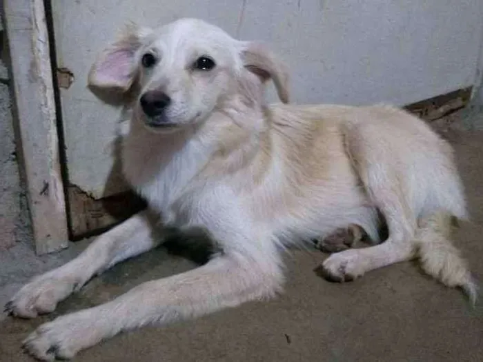 Cachorro raça Desconheço a raça idade 2 a 6 meses nome Jey