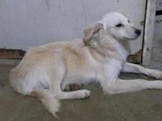 Cachorro raça Desconheço a raça idade 2 a 6 meses nome Jey