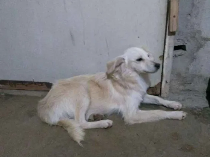 Cachorro raça Desconheço a raça idade 2 a 6 meses nome Jey