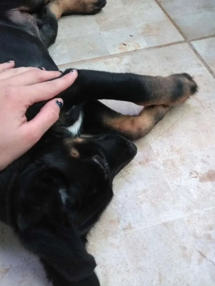 Cachorro ra a  idade 2 a 6 meses nome Spick