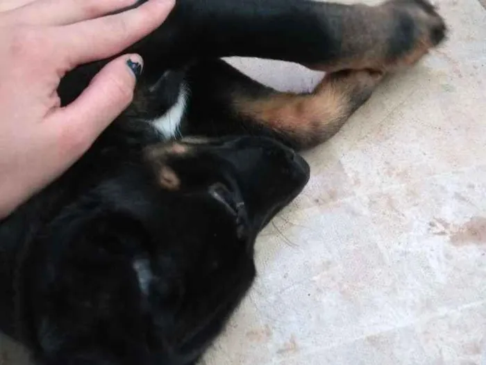 Cachorro ra a  idade 2 a 6 meses nome Spick