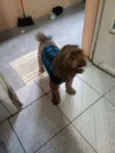 Bidu