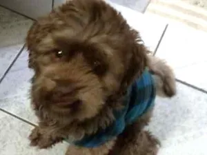 Cachorro raça Poodle idade 5 anos nome Bidu