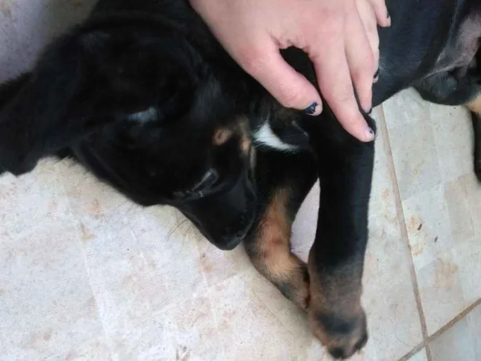 Cachorro ra a  idade 2 a 6 meses nome Spick