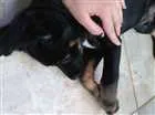 Cachorro raça  idade 2 a 6 meses nome Spick